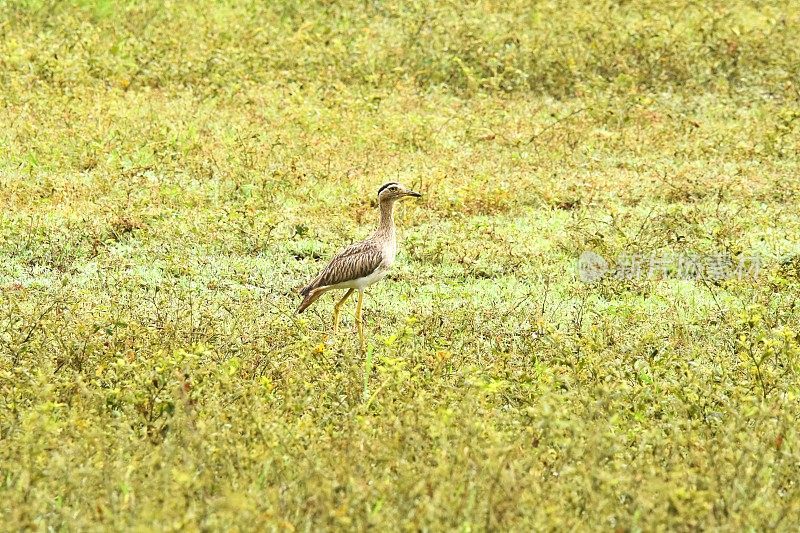 Double-striped Thick-knee